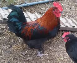 Disappointing, although the birds we have are healthy. French Black Copper Marans Ballylara Farms