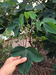 Image result for Manihot carthagenensis