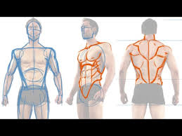 They support bones, in this case, the vertebrae. How To Draw The Male Figure And Torso Muscles Youtube