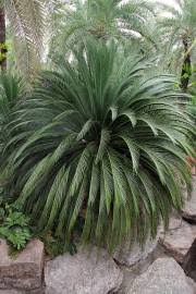 Image result for Macrozamia johnsonii