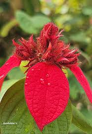 Image result for Crossandra mucronata