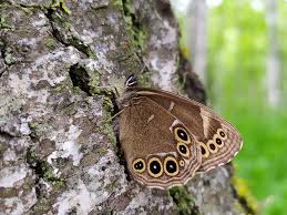 Image result for Lopinga achine