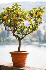 How To Grow A Lemon Tree In A Pot Care And Growing Guide Potted Trees Lemon Tree From Seed Citrus Trees