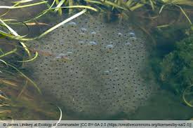 Wer dennoch kaulquappen aufziehen muss, weil z.b. Wann Laichen Frosche Im Teich Infos Zur Vermehrung Gartenlexikon De