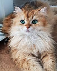 Smoothie The Cat Beautiful Cats Cats Pretty Cats