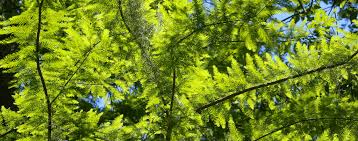 Maybe you would like to learn more about one of these? The Best Backyard Shade Trees Living Color
