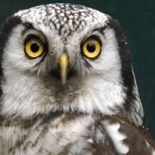 A female owl usually weighs more than the male owl. Adopt An Owl The Owls Trust