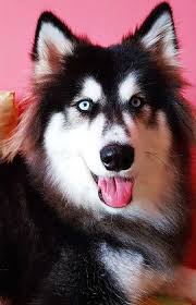 Baby Siberian Husky Black And White 21 Pictures Of Husky Baby Puppies And 10 Siberian Husky Facts Husky Facts Husky Grooming Siberian Husky