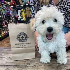 Healthy pet's customers are social savvy and are looking for product news, store information, sale highlights, and more on social media networks. Healthy Pet Home Facebook