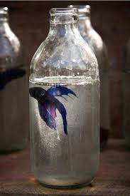 I Would Be Blue Possibly But I Wouldn T Live In A Bottle The Ocean Would More Suit Me Beautiful Fish Betta Fish Siamese Fighting Fish