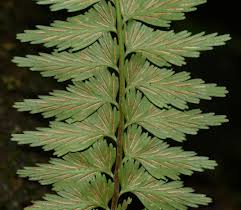 Image result for Asplenium uschiae