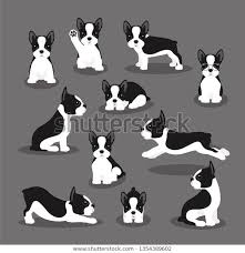 Black And White Boston Terrier Cartoon Find Vector Illustration Set Boston Terrier Dog Stock Images In Hd And Millions Of Other Royalt In 2020 Boston Terrier Illustration Dog Stock Images Boston Terrier Dog