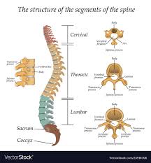The Human Spine Diagram Wiring Diagrams