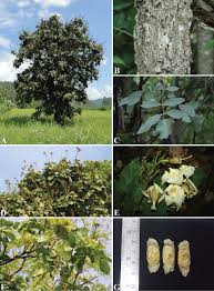 Image result for Fernandoa magnifica