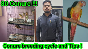 Green-Cheeked Parakeet - Pyrrhura Molinae - Birds Of The World