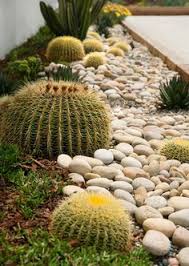 Find great deals on ebay for golden barrel cactus. 16 Barrel Cactus Ideas Desert Landscaping Desert Garden Xeriscape