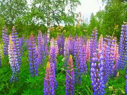 Dalarna Sweden Greenwood Plants Memories