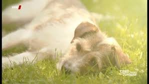 Tiere und ihr neues zuhause. Tiere Suchen Ein Zuhause Vielen Dank Fur 300 000 Likes Facebook