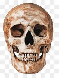 It is comprised of many bones, formed by intramembranous . Bone Skull Face Head Skeleton Free Download 788 1000 0 9 Mb