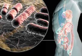 We did not find results for: E Coli Si Sarcina Dr Carauleanu