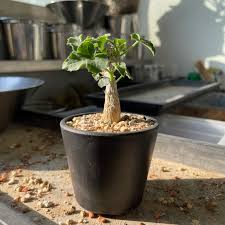 Image result for Corallocarpus bainesii