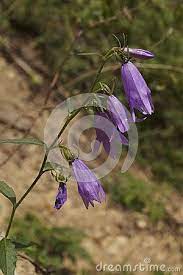 Wildflower Violet Bells Flowers Campanula Rotundifolia Campanula Flowers Wild Flowers