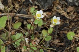 Image result for Pearsonia uniflora