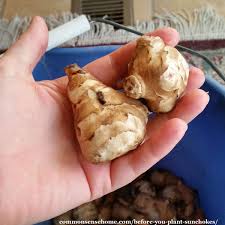 Jerusalem artichokes, or sunchokes, make a nice side dish, and this recipe combines them with garlic and bay leaves for a great jerusalem artichoke recipe. Before You Plant Sunchokes You Need To Read This Post