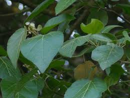 Image result for Croton macrostachyus