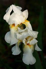 Iris Flowers Growing Facts And History Iris Flowers Flowers Easiest Flowers To Grow