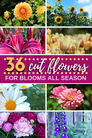 Pin On Flowers Potted