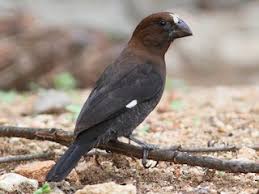 Image result for Grewia mildbraedii