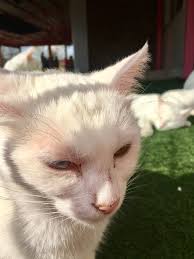Turkmenoglu Alisveris Merkezi Adli Kullanicinin Van Kedisi Paylasim Sayfasi Page Sharing Van Cats In Turkey Panosundaki Pin Kedi