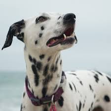 Black And White Dots Dog Name Did You Know Dalmatians Are Born Completely White Without Spots They Start Getting Their Spots Around 3 4 Weeks Old Dog Names Dog Cat Pictures Dalmatian Puppy