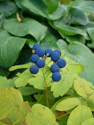 Image result for Blue Cohosh