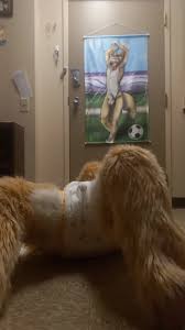 Fursuit diaper piss - ThisVid.com