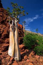 Cucumber Tree By Trevor Cole Via 500px Baobab Tree Unique Trees Weird Trees