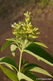 Image result for Hoslundia