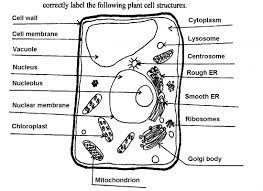 They are cells that have a distinct nucleus and other cellular organelles enclosed within a membrane and thus are eukaryotic in origin. 34 Label A Plant Cell Diagram Labels Database 2020