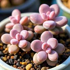 Image result for Ischaemum amethystinum