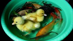 Check spelling or type a new query. Anak Bebek Lucu Berenang Bersama Ikan Cupang Ikan Koi Sandoll Youtube