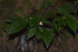 Image result for Lecanthus peduncularis