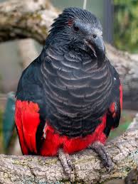 Pesquet's parrots are limited in range to mountainous rainforests in an area spanning the length of central new pesquet's parrot image referenced from wikipedia and originally posted by lohachata. Pesquet S Parrot Psittrichas Fulgidus Exotic Birds