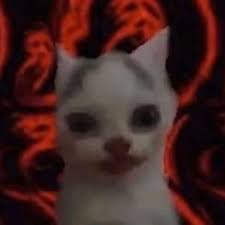 Samovar S Server Cats Stupid Memes Mood Pics See more ideas about kawaii anime, anime girl, aesthetic discord pfps. cats stupid memes mood pics