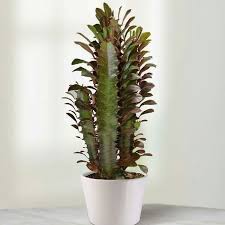 For the most part there are three environmental variables to consider to conclusion growing cacti can be a lot of fun and doesn't require tremendous effort. Large African Milk Tree Euphorbia Trigona Rubra Large Indoor Cactus In White Pot African Milk Tree Euphorbia Tall Cactus Plants