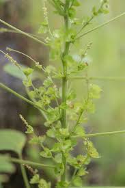 Image result for Acalypha ciliata