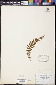 Image result for Athyrium lewalleanum