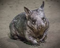 Image result for Southern hairy-nosed wombat