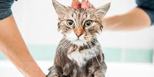 Bagi yang mengalami mimpi ini, berbahagialah karena ini adalah pertanda baik. Arti Sebenarnya Mimpi Memandikan Kucing Yang Perlu Kamu Tahu