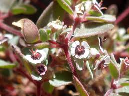 Image result for Euphorbia glanduligera